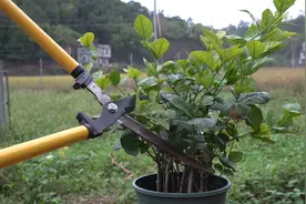 气温下降后，养茉莉花有“3不能”，要牢记了视频封面
