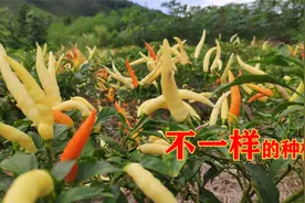 辣椒可别这样种，老乡的方法简单，产量高挂果早，种一次收三年视频封面