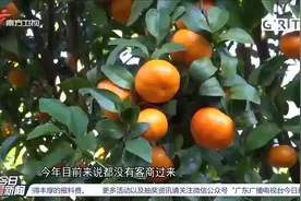 清远：近20万斤砂糖橘滞销,农户忧心，盼热心商家收购|今日最新闻视频封面