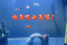 母孔雀吃自己刚下的小鱼吗？余月：只要避开这两种情况下，就没事视频封面