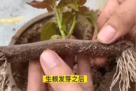 大蒜当生根液，帮助三角梅枝条生根，生根快成活率高视频封面