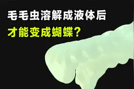 毛毛虫溶解成液体后，才能变成蝴蝶，破茧成蝶全过程你敢信么？视频封面