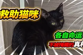 救助身边小猫咪，原来我们都可以做得这么好，国际爱猫日一起加油视频封面