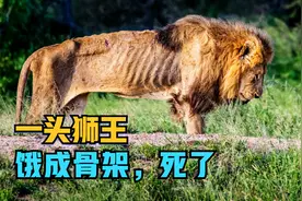 一头狮王穷途末路，只剩骨架，在摄影师面前1米处活活饿死了视频封面