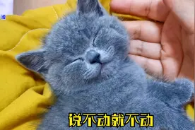 小奶猫洗完澡，躺在主人腿上怎么撸都不动，四爪朝天的样子太可爱视频封面