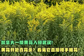 加拿大一枝黄花入侵武汉!黄花开处百花杀？看见它直接辣手摧花！视频封面