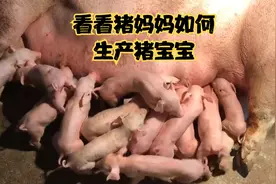猪妈妈惊人的生产能力，五个小时分娩，过程极度紧张和刺激视频封面