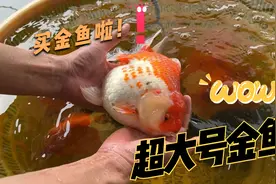 找了好久才找到，尺寸超过20厘米的大泰狮金鱼，4位数拿下6条~
