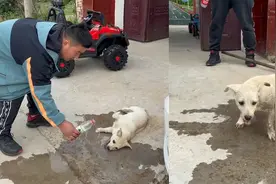狗狗疑似被人下毒，男子接连灌好几瓶水，最后活蹦乱跳的跑开了视频封面