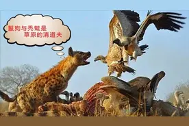 鬣狗是何其聪明！向着空中秃鹫降落的方向跑，就能得到食物视频封面