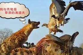 鬣狗是何其聪明！向着空中秃鹫降落的方向跑，就能得到食物视频封面