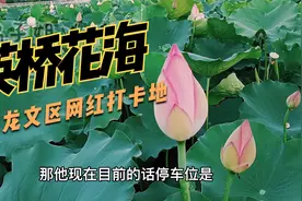 福建漳州周边游一日游，龙文区英桥花海，百亩花田荷花网红打卡地视频封面