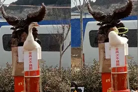 大鹅被老板当奖品放套圈区，随后一幕看呆众人：闪避技能点满了？视频封面
