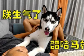 二哈受不了主人抱别的狗狗，趴在主人怀里可怜巴巴的诉委屈，戏精视频封面