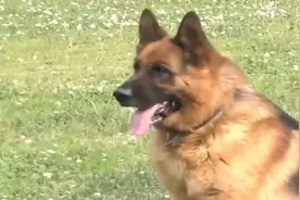 事实证明，狗确实比人忠诚！退役军犬与战友重逢，场面一度失控！视频封面