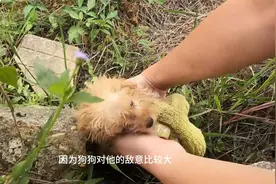 误中鼠夹的流浪狗，虽恐惧，但面对帮它的人狗狗还是很信任视频封面