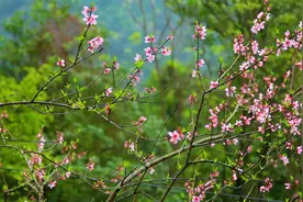 用山里的土桃树桃花泡一坛酒，有喝过桃花酒的朋友吗？视频封面