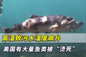 令人不安！高温致河水温度飙升，美国有河流大量鱼类被“烫死”视频封面