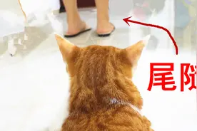 猫咪偷偷跟踪主人，竟发现她在外面有别的猫了！视频封面