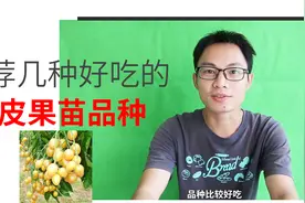 推荐几种好吃的黄皮果苗品种，喜欢吃黄皮的朋友可以试种看看哦