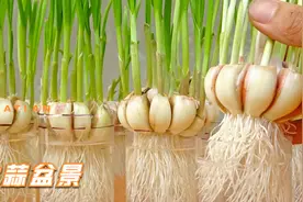 手把手带你玩转大蒜盆景，快来一起看看吧，包教会视频封面