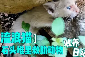 石头堆里发现一只白色流浪小奶猫,乖巧样子让人心疼,小哥收养回家视频封面