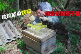 废弃玻璃瓶做蜂箱！让蜜蜂把糖搬进瓶子里，取蜂蜜原来这么简单视频封面