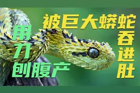 被巨大蟒蛇吞进肚后 用刀可以刨腹产逃离吗？真实巨蟒吞人的惨剧视频封面