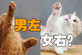 猫咪惯用爪暴露性别，男左女右全物种通用？