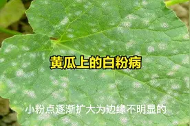治疗黄瓜白粉病最简单的方法，二遍就能治好视频封面