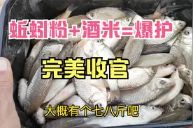 蚯蚓粉拌窝料打窝轻松爆护，一鱼篓大鲫鱼，是鱼情好还是窝料给力视频封面