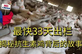 最快33天出栏，为什么给鸡添加抗生素？揭秘抗生素鸡背后的故事！视频封面