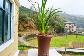 兰花叶片出现黑点咋办？经过这3步处理就行，新手记得收藏视频封面