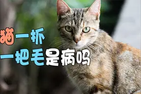 猫一抓一把毛是病吗