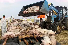 美国明明是养猪大国呢？美国人为什么却很少吃猪肉？视频封面