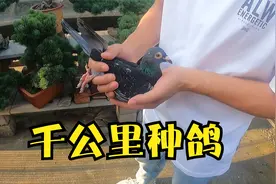 拜访江苏超远程鸽舍，千公里冠军无数，起棚种鸽竟然是只小体台鸽视频封面