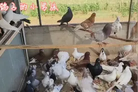 鸽子嗉囊肿大，嘴巴上颚有白点是怎么回事?鸽子念珠菌的4大症状视频封面
