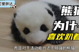 大熊猫宝宝为什么总喜欢趴着睡觉？视频封面
