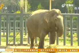 熊猫洗澡、小狮子卖萌，济南动物园恢复开园，白衣天使可免费游园视频封面