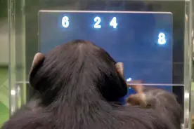 黑猩猩1秒记住数字排列，完爆研究人员，简直是天才！视频封面