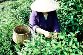 明前龙井为何价格那么高？正宗的茶叶要上万一斤，老茶农说出原因视频封面