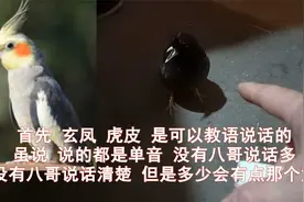 教语的八哥为什么最好不要和玄凤混养