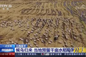 食物充足、安全栖息！候鸟归来，江西余干预留千亩水稻助其越冬视频封面