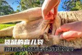 袋鼠妈妈的育儿袋，小袋鼠吃喝拉撒全在育儿袋中，还需要定时清理视频封面