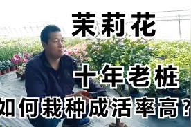 重瓣茉莉花“10年老桩”棒棒糖地挖苗，如何栽种成活率高？视频封面