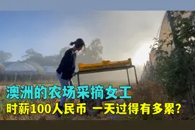 澳洲时薪100人民币的农场女工，天没亮就要干活，一天有多辛苦？视频封面
