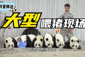 熊猫宝宝喝盆盆奶，堪比大型喂猪现场，喝完了还要去舔别人的碗！视频封面