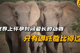 怀孕1年生下来的娃就1米多，大象交配到底有多神奇？视频封面