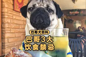 巴哥3大饮食禁忌，希望你没踩过！视频封面
