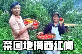 菜园里的西红柿成熟啦，硕果累累挂满枝头，阿斌跟老妈一会摘两筐视频封面